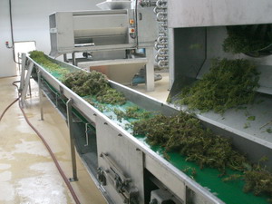 Horizontal Stalk Conveyor