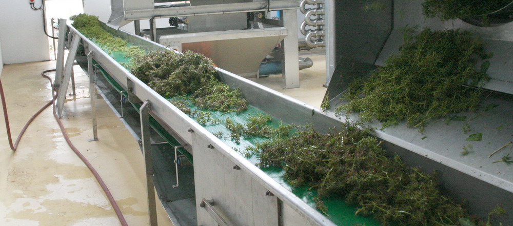 Wine Industry Conveyor 1