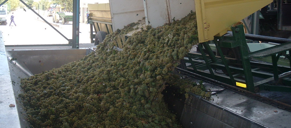 Wine Industry Conveyor 6