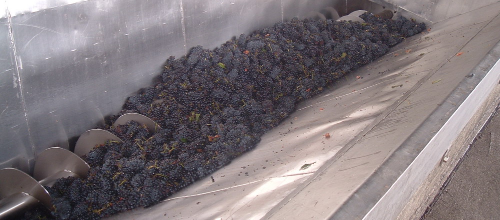 Wine Industry Conveyor 10